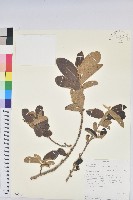 小葉五月茶藏品圖，第1張