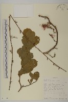 登錄號:S100898藏品圖，第1張