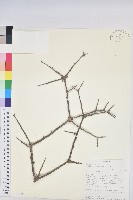 登錄號:S100899藏品圖，第1張