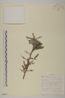 裸實藏品圖，第1張