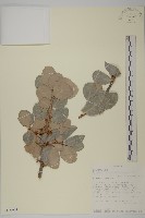 登錄號:S100903藏品圖，第1張