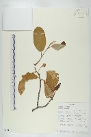 登錄號:S100904藏品圖，第1張