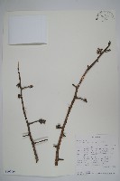 登錄號:S100906藏品圖，第1張