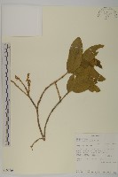 登錄號:S100908藏品圖，第1張