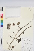 登錄號:S100909藏品圖，第1張