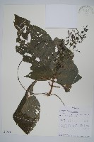 登錄號:S100911藏品圖，第1張
