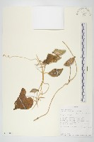 登錄號:S100912藏品圖，第1張