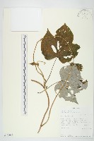槭葉小牽牛藏品圖，第1張