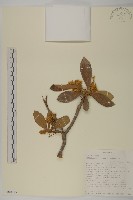 登錄號:S100915藏品圖，第1張