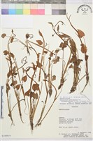 登錄號:S100919藏品圖，第1張