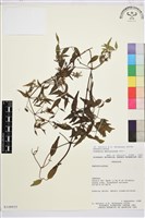 登錄號:S100935藏品圖，第1張