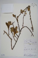 登錄號:S100944藏品圖，第1張
