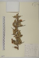 登錄號:S100959藏品圖，第1張