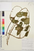 登錄號:S100962藏品圖，第1張