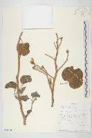 登錄號:S100965藏品圖，第1張