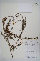 登錄號:S100968藏品圖，第1張