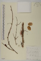登錄號:S100974藏品圖，第1張