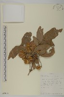 登錄號:S100978藏品圖，第1張