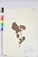 登錄號:S100979藏品圖，第1張