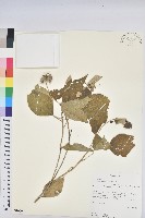 登錄號:S100981藏品圖，第1張