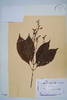 登錄號:S100991藏品圖，第1張