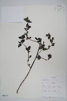 登錄號:S100996藏品圖，第1張