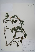 登錄號:S100998藏品圖，第1張