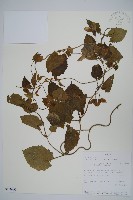 黑眼花藏品圖，第1張