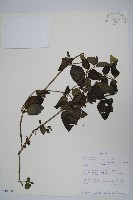 登錄號:S101001藏品圖，第1張