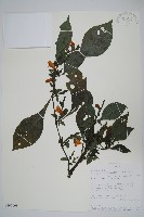 登錄號:S101008藏品圖，第1張