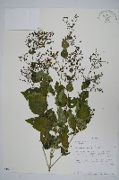 登錄號:S101017藏品圖，第1張