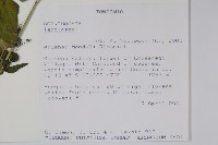 登錄號:S101017藏品圖，第2張