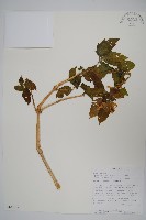 登錄號:S101019藏品圖，第1張