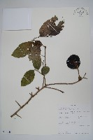 登錄號:S101026藏品圖，第1張