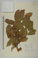 登錄號:S101031藏品圖，第1張