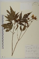 登錄號:S101033藏品圖，第1張