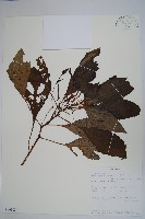 登錄號:S101034藏品圖，第1張