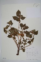 登錄號:S101035藏品圖，第1張