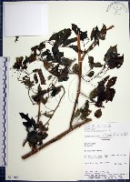 光果龍葵藏品圖，第1張