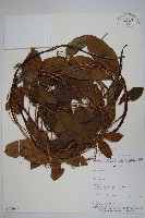 登錄號:S101045藏品圖，第1張