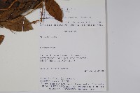 登錄號:S101045藏品圖，第2張