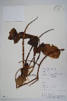 登錄號:S101053藏品圖，第1張