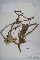 登錄號:S101054藏品圖，第1張