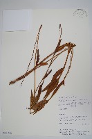 登錄號:S101058藏品圖，第1張