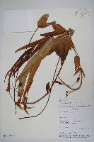 登錄號:S101059藏品圖，第1張