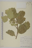登錄號:S101068藏品圖，第1張