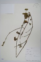 登錄號:S101074藏品圖，第1張