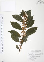 台灣山桂花藏品圖，第1張