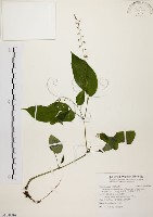 尖舌草、全唇尖舌苣苔藏品圖，第1張