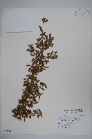 華南黃楊，雀舌黃楊，匙葉黃楊藏品圖，第1張